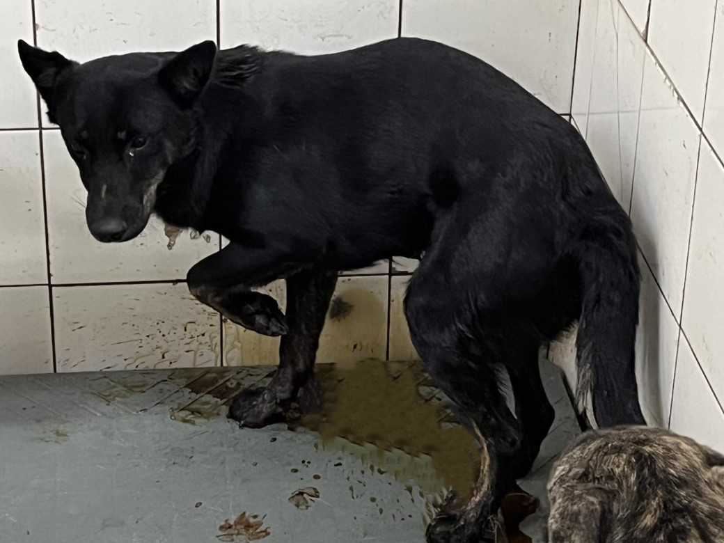 Chien croisé mâle adulte (noir), Moyen, refuge n° …7A24. Plus près du visage.