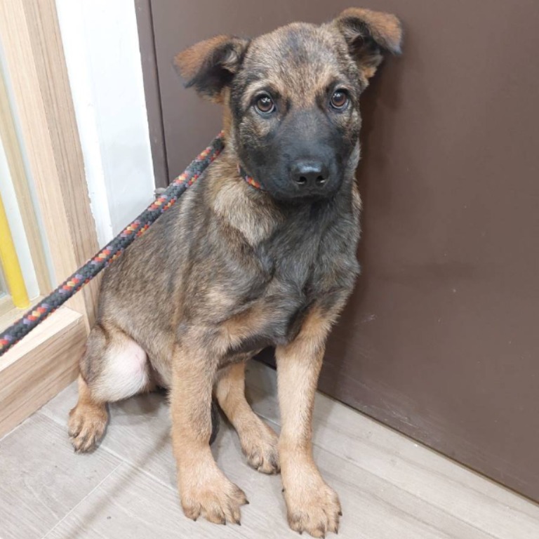 Black-and-tan young female mixed-breed dog, Medium, shelter no. …1002. The whole animal.