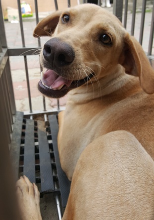 Tan adult male mixed-breed dog, Medium, shelter no. …0008. Closer on the face.
