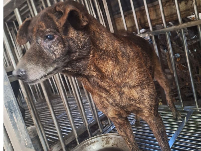 黑黄色成年公混种犬,大型, 收容编号 …044D. 完整的宠物。
