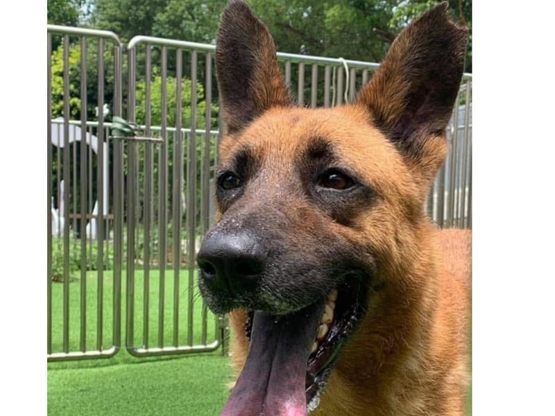 Perro mestizo macho adulto (canela), Grande, refugio n.º …6001. Más cerca de la cara.