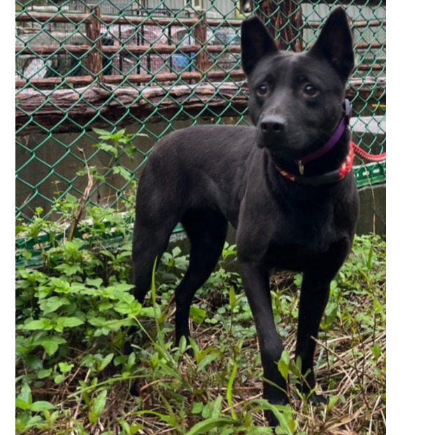 ミックス犬(メス・成犬・黒)、中型, 施設番号 …0001. 全身です。