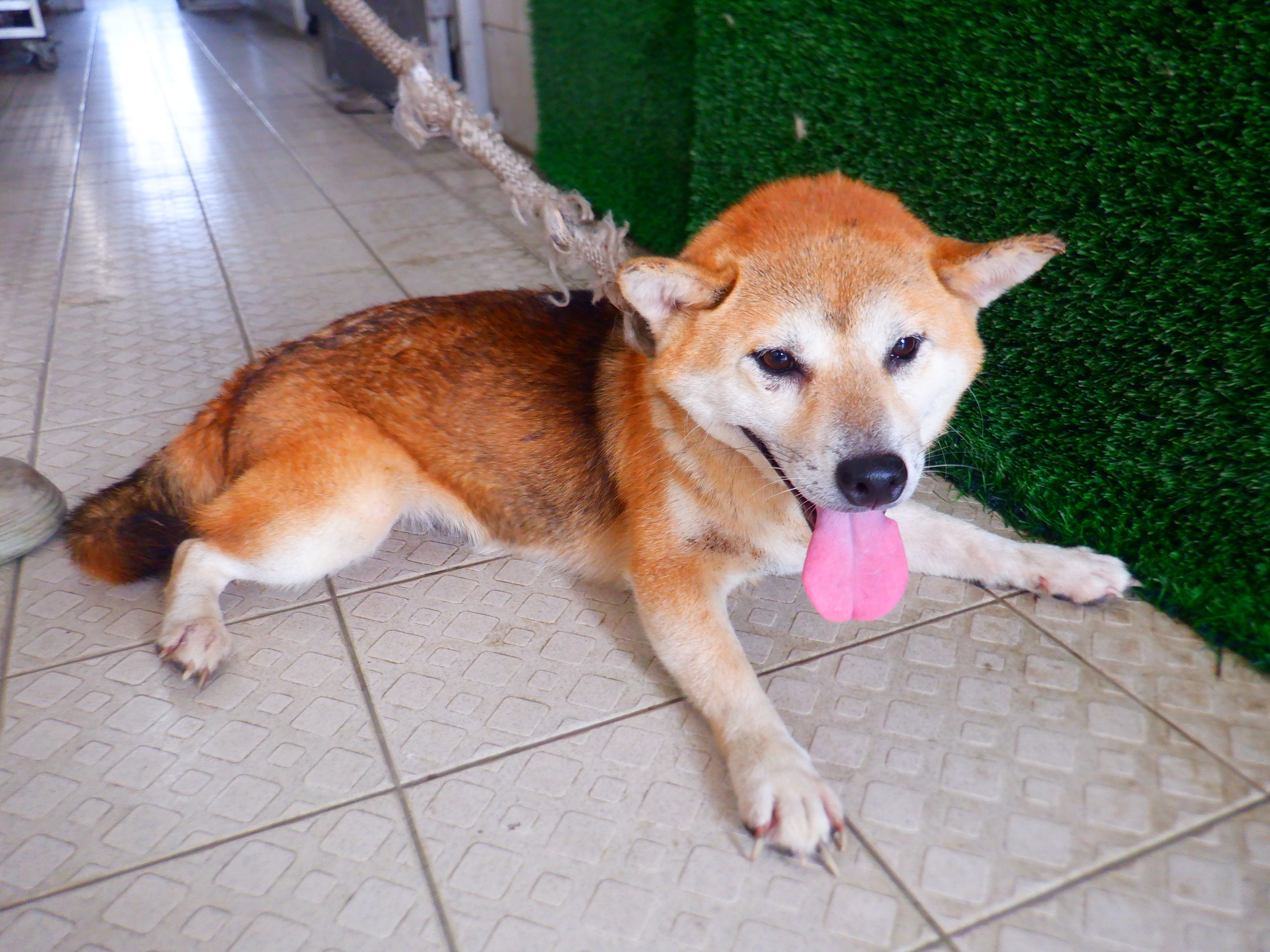Tan adult female Shiba Inu, Medium, shelter no. …8704