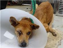 ミックス犬（メス・成犬・茶）、中型, 施設番号 …2602