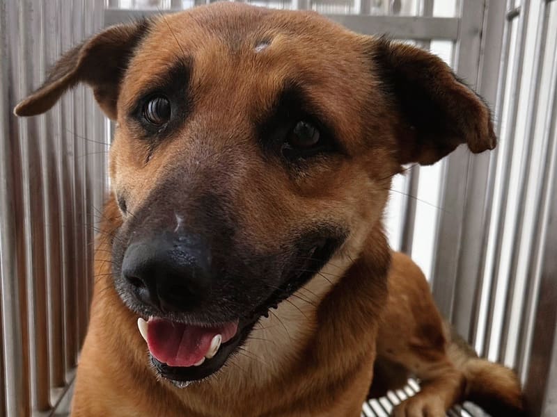 Perro mestizo macho adulto (canela), Mediano, refugio n.º …7001. Más cerca de la cara.