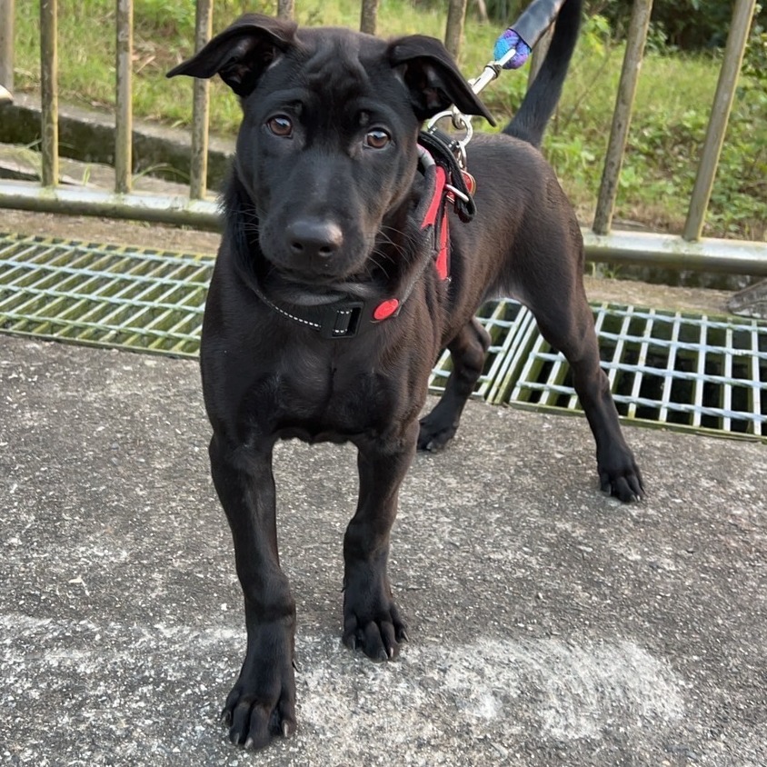 Black young male mixed-breed dog, Medium, shelter no. …4005. The whole animal.