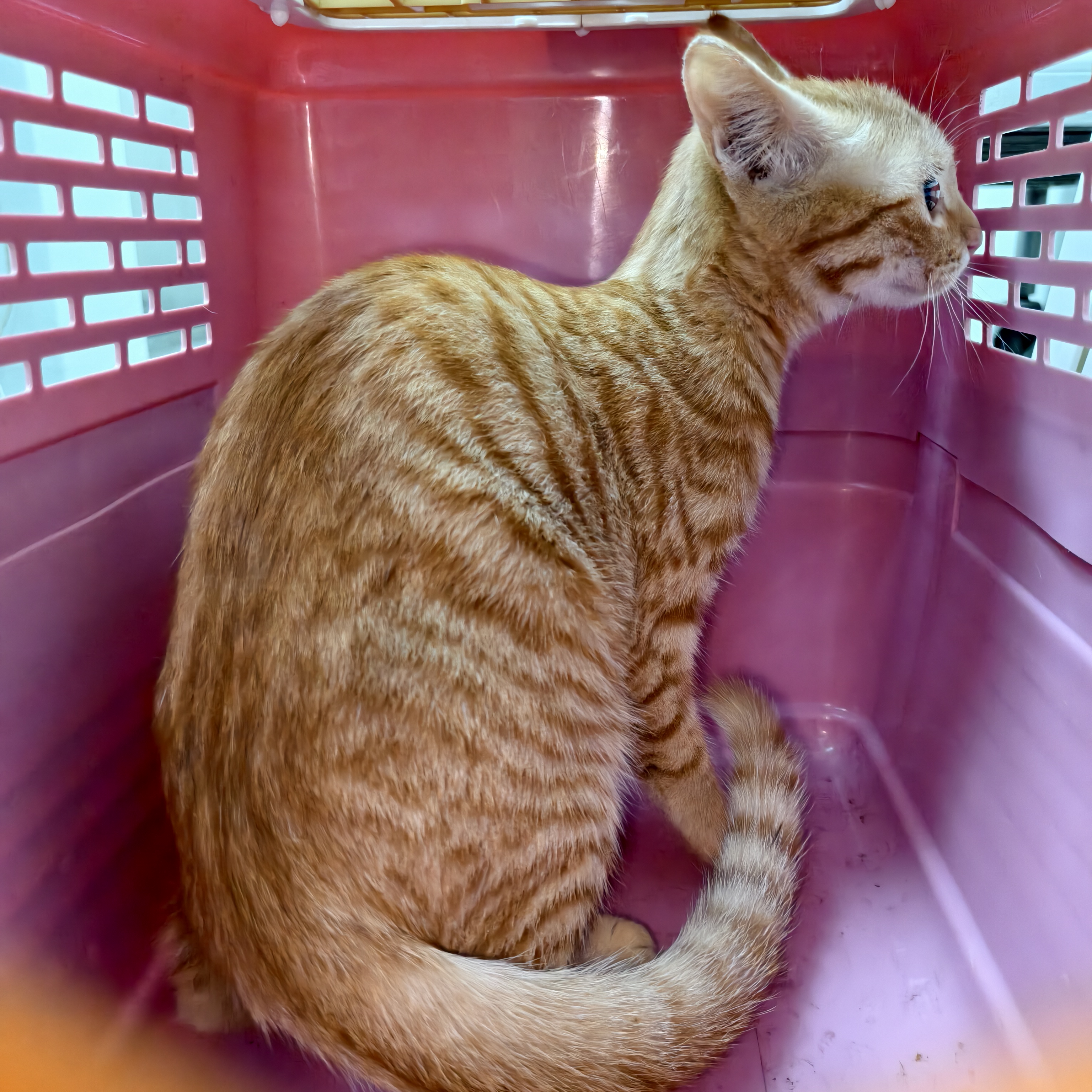 Adult female mixed-breed cat, Medium, shelter no. …3004