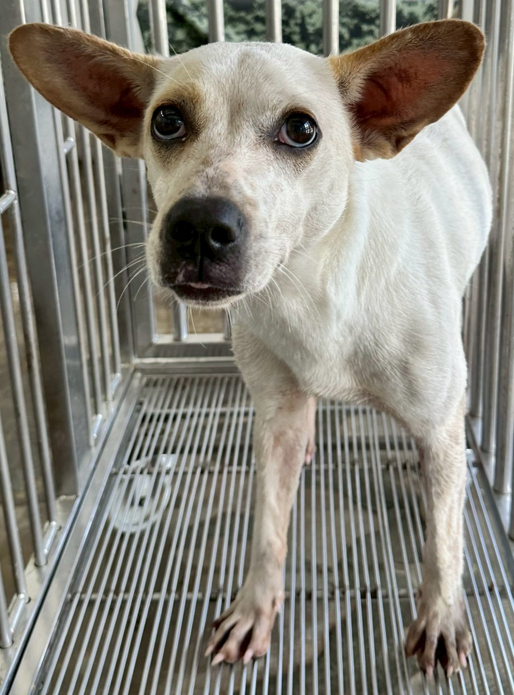 ミックス犬（メス・成犬・茶と白）、中型, 施設番号 …7004. 顔のアップです。
