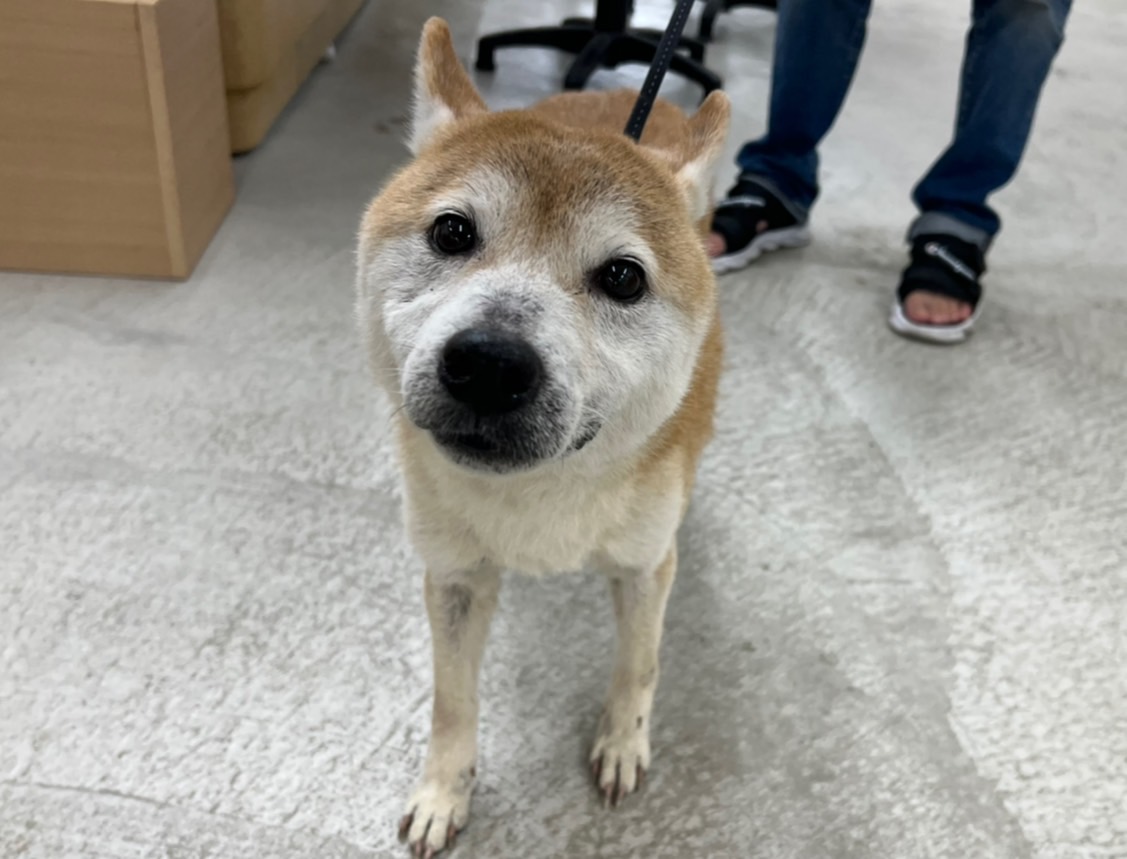 柴犬(オス・成犬・茶と白)、中型, 施設番号 …1508