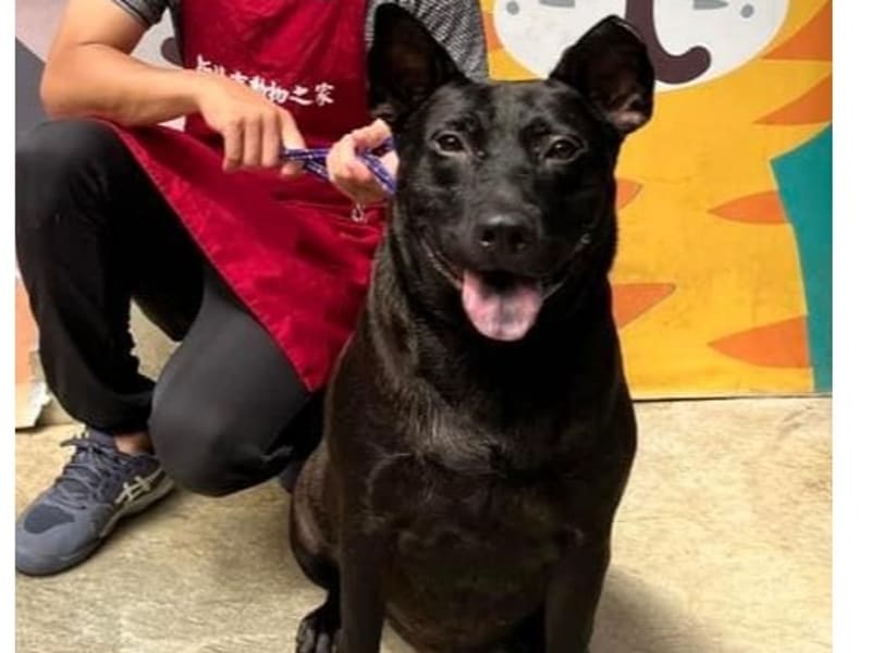 ミックス犬(オス・成犬・黒)、中型, 施設番号 …2002. 全身です。