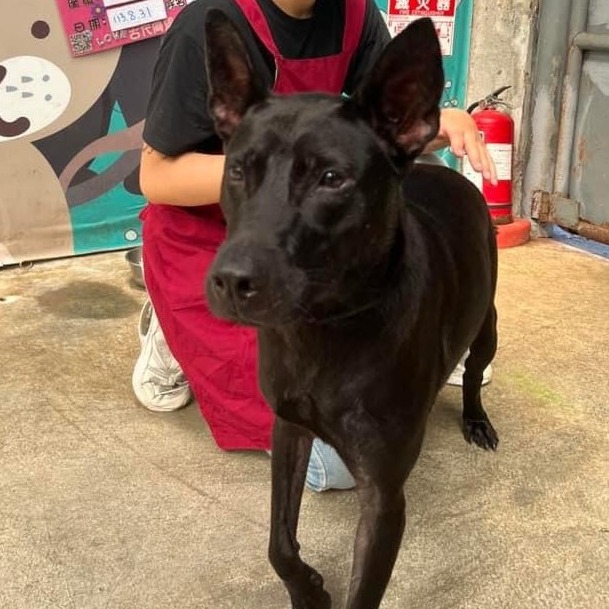 ミックス犬(メス・成犬・黒)、中型, 施設番号 …0002
