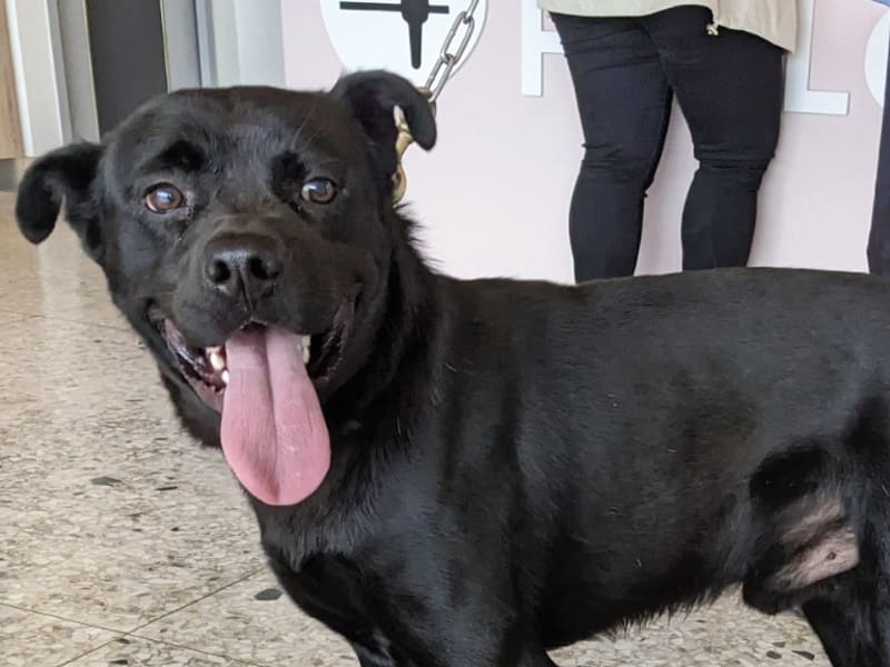 Chien croisé mâle adulte (noir), Moyen, refuge n° …9001. Plus près du visage.