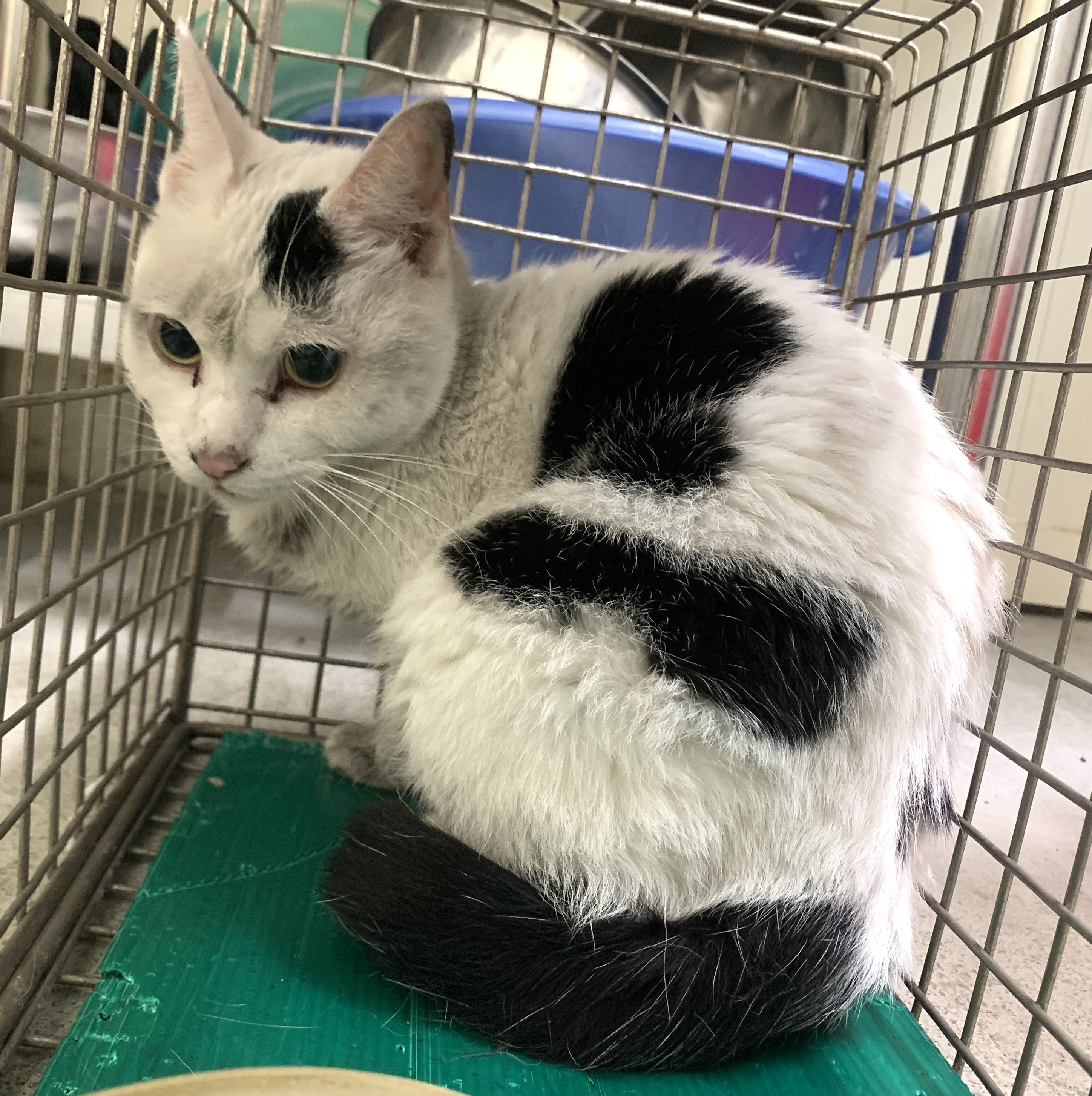 ミックス猫(メス・成猫・黒と白)、小型, 施設番号 …0207