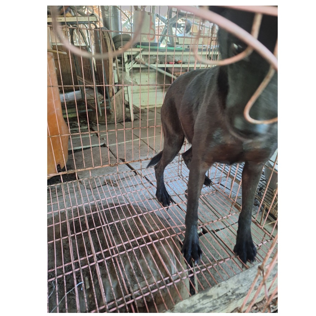 黑色成年母混種犬，大型, 收容編號 …112D