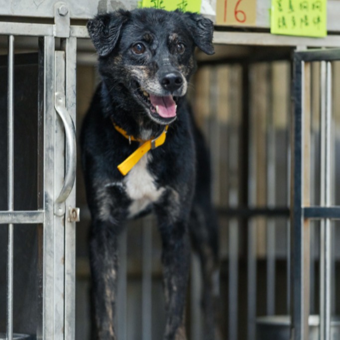 黑白色成年母混種犬,中型, 收容編號 …0719. 完整的毛孩。