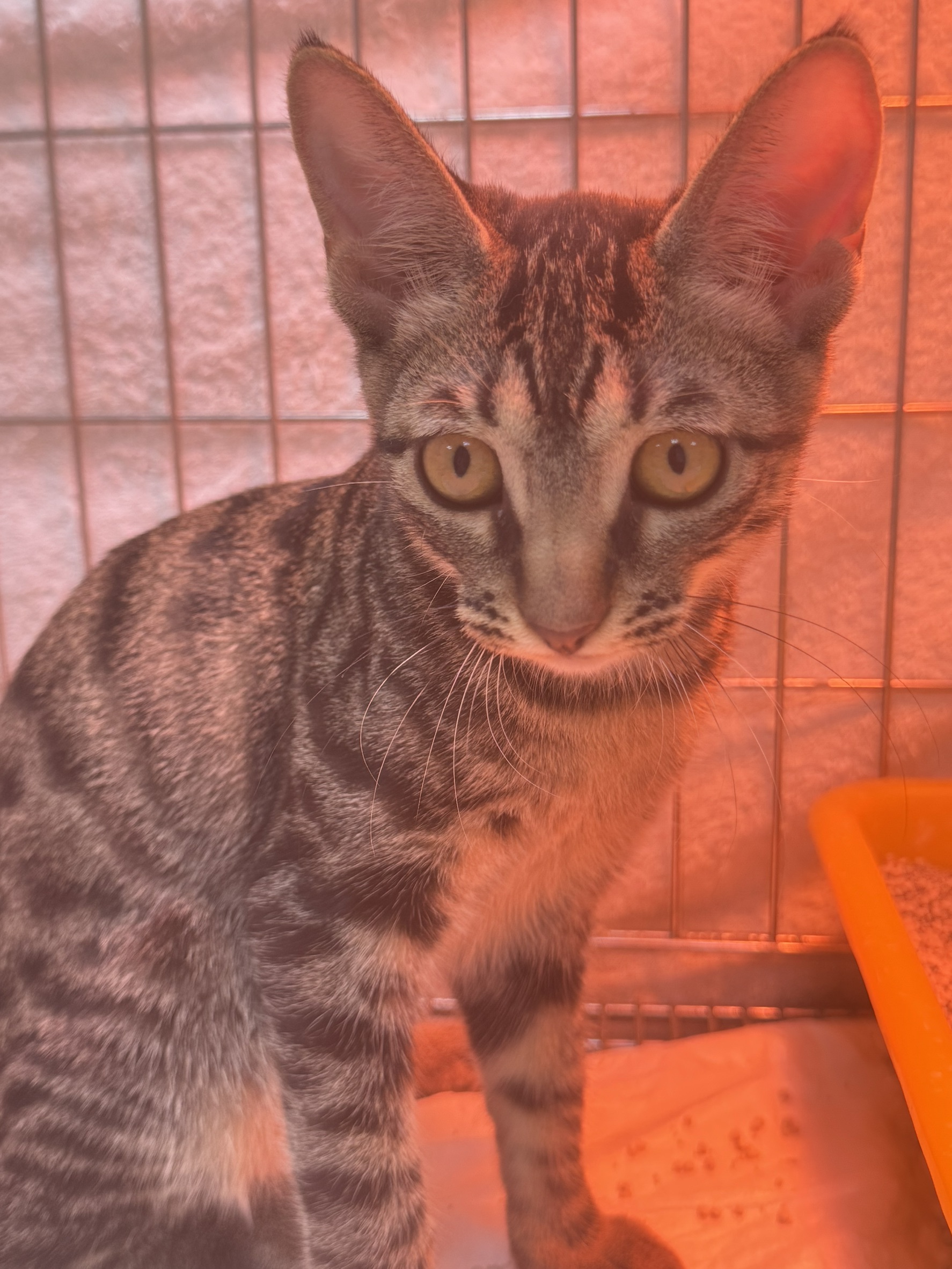 Tabby young female mixed-breed cat, Small, shelter no. …7003. Closer on the face.