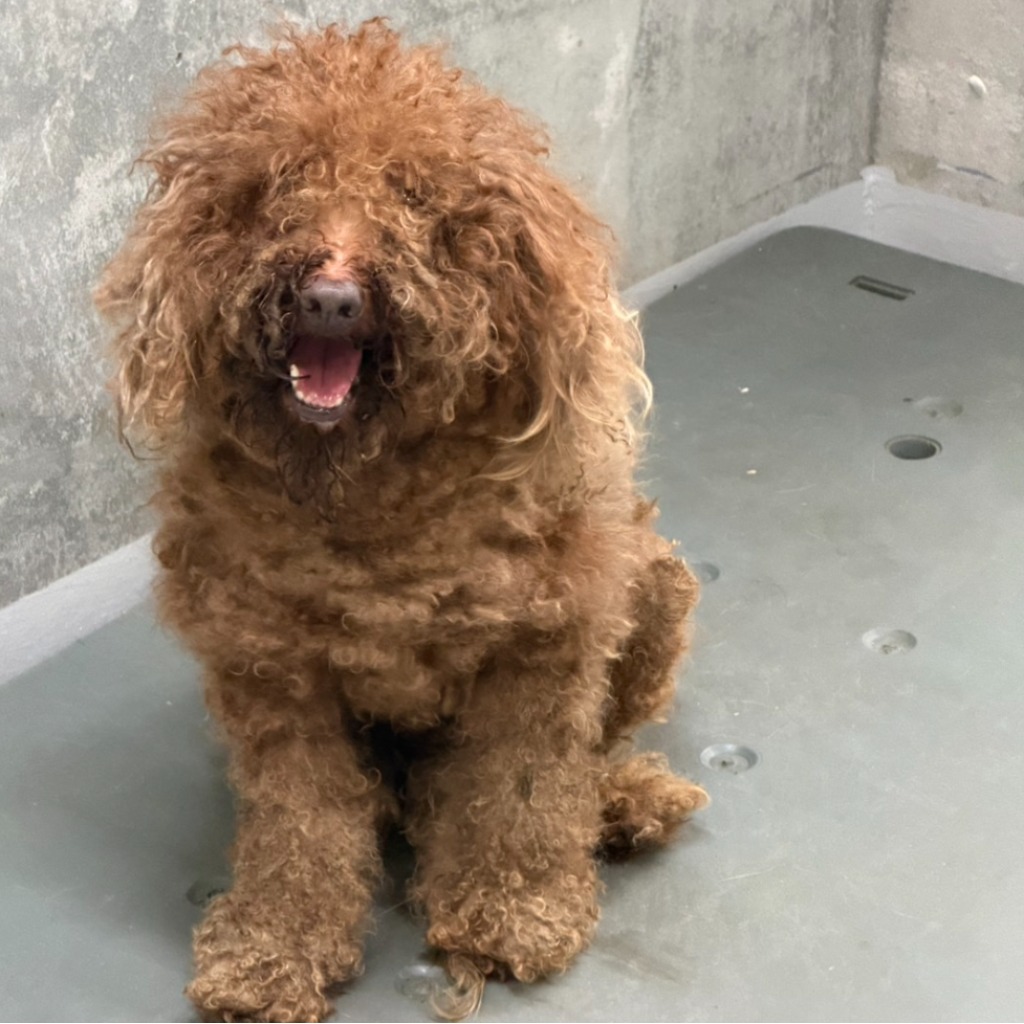 Brown adult male Toy Poodle, Medium, shelter no. …3001