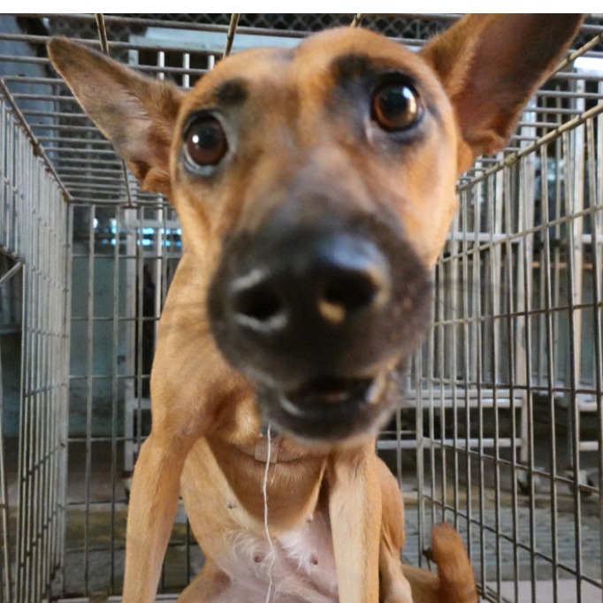 ミックス犬(メス・成犬・茶)、中型, 施設番号 …3-01. 顔のアップです。
