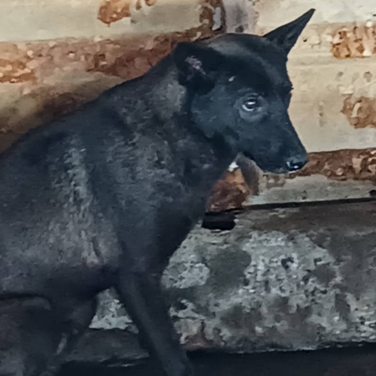 Chien croisé mâle adulte (noir), Moyen, refuge n° …035D