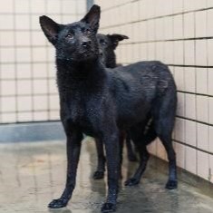 Black adult female mixed-breed dog, Medium, shelter no. …9001