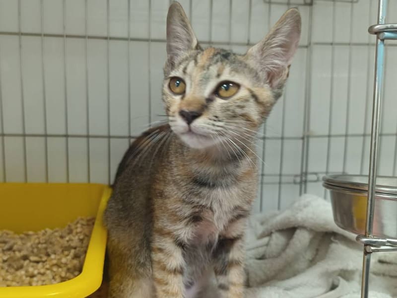 Gata mestiza hembra joven (atigrado), Pequeño, refugio n.º …0207. Todo el animal.