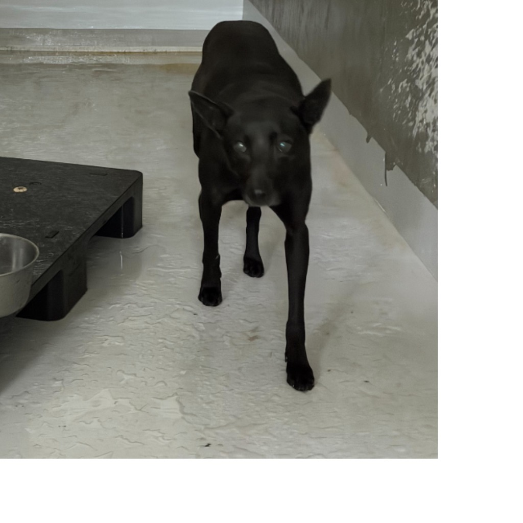 ミックス犬(オス・成犬・黒)、中型, 施設番号 …2001