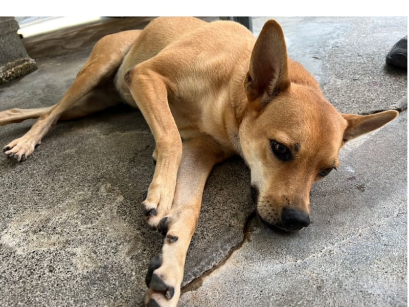 黄色成年母混种犬,大型, 收容编号 …022D. 脸部特写。