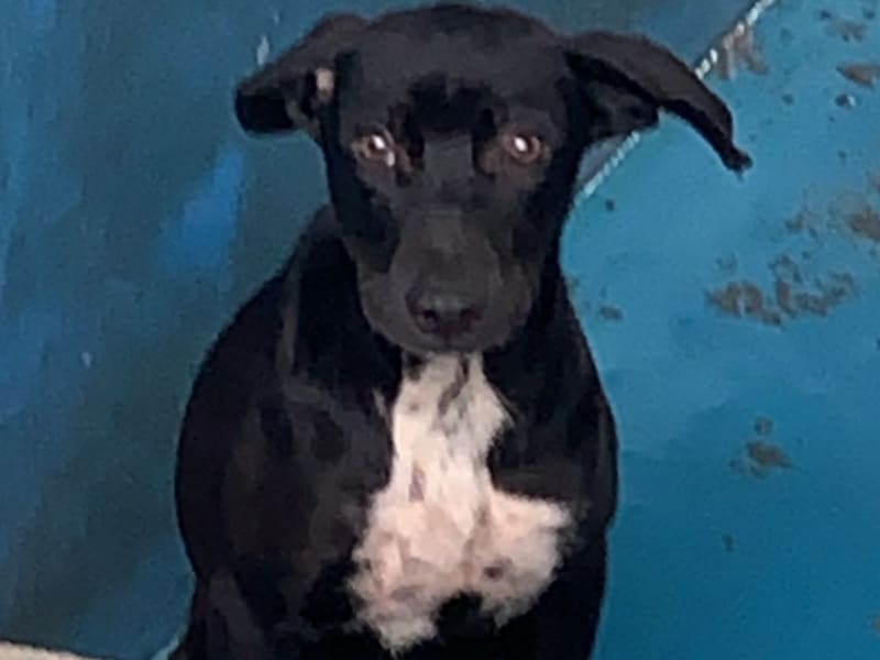 ミックス犬（オス・成犬・黒）、大型, 施設番号 …1004. 全身です。