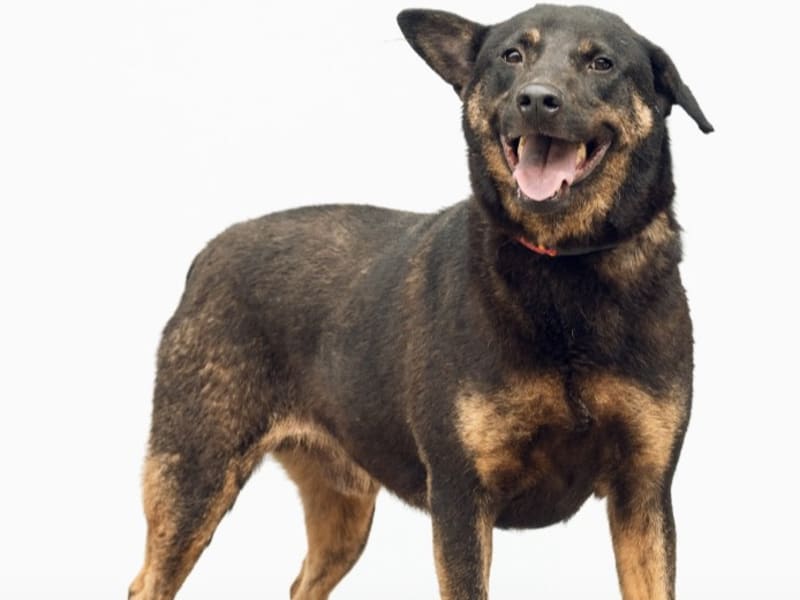 Perro mestizo macho adulto (negro y marrón), Grande, refugio n.º …3001. Todo el animal.