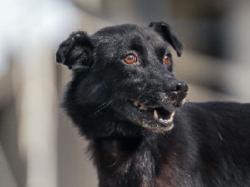 Black adult female mixed-breed dog, Medium, shelter no. …2201. Closer on the face.
