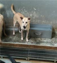 Cream adult male mixed-breed dog, Medium, shelter no. …1212