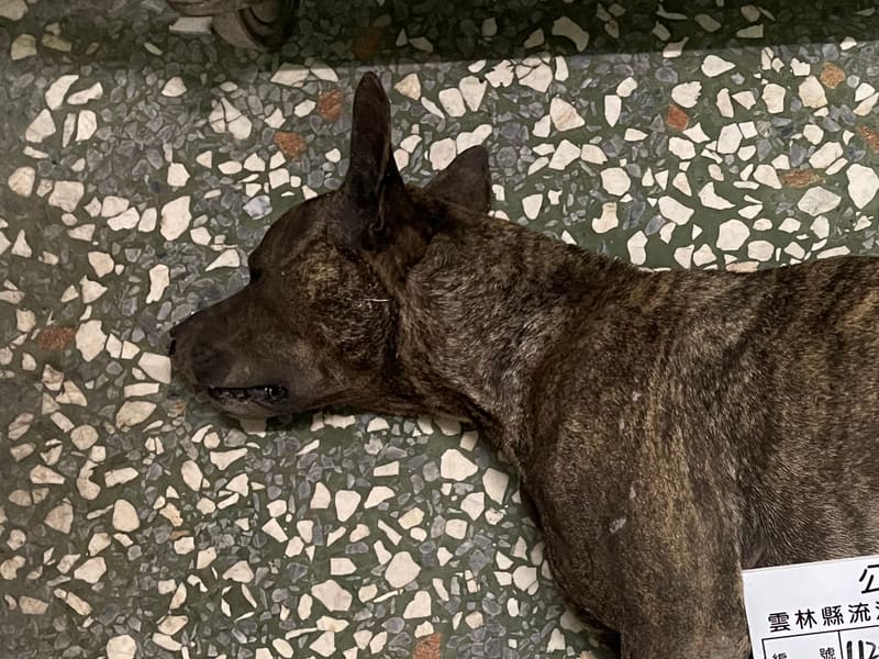 Perro mestizo macho adulto (marrón y negro), Grande, refugio n.º …022D. Más cerca de la cara.