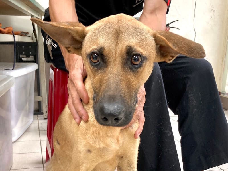 Perro mestizo macho adulto (canela), Mediano, refugio n.º …7004. Más cerca de la cara.