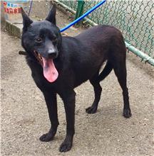 Black young male mixed-breed dog, Small, shelter no. …0923