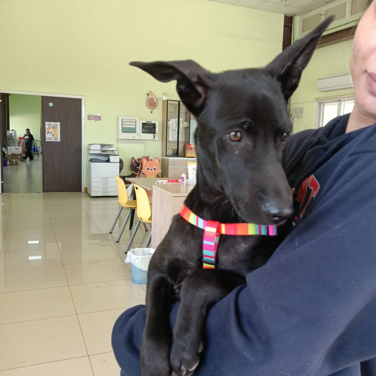 Perro mestizo macho joven (negro), Mediano, refugio n.º …8001. Más cerca de la cara.