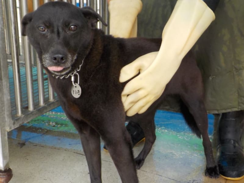 黑色成年母混种犬,中型, 收容编号 …4541. 完整的宠物。