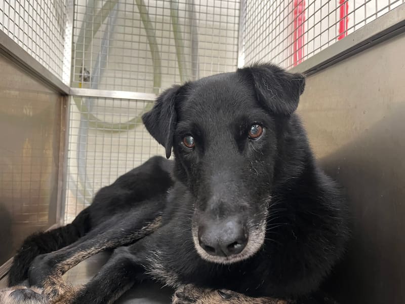 Black adult male mixed-breed dog, Medium, shelter no. …0402