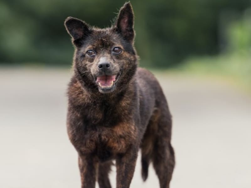 Perra mestiza hembra adulta (negro), Mediano, refugio n.º …1005. Todo el animal.