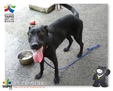 Black adult female mixed-breed dog, Medium, shelter no. …1205