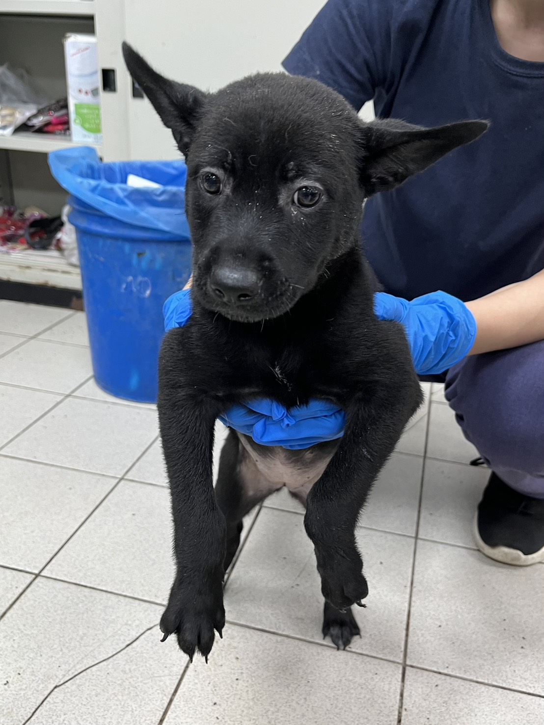 黑色青年母混种犬,小型, 收容编号 …6006. 脸部特写。