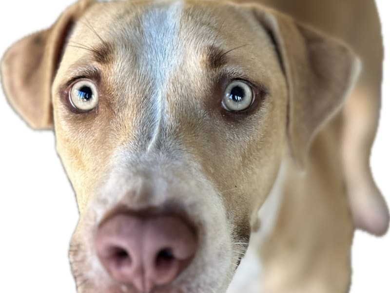 アメリカン・ピット・ブル・テリア(メス・成犬・茶と白)、大型, 施設番号 …9047. 顔のアップです。