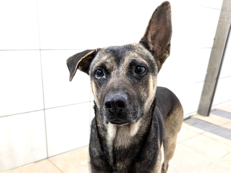Perro mestizo macho adulto (negro y canela), Mediano, refugio n.º …5001