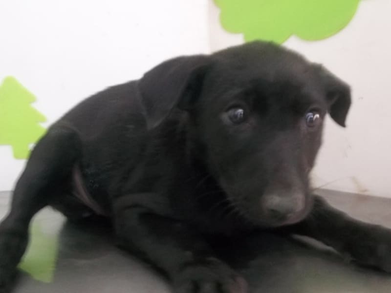 Black adult female mixed-breed dog, Large, shelter no. …2702. Closer on the face.