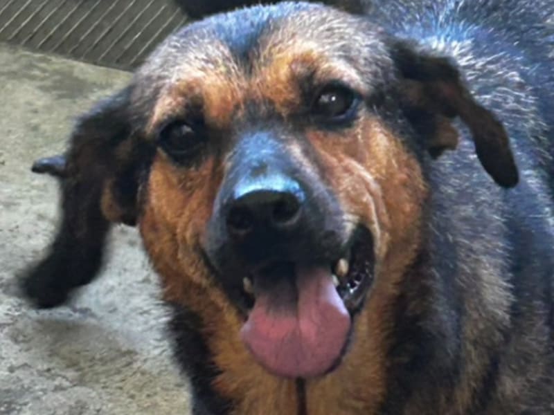 Perra mestiza hembra adulta (negro y canela), Grande, refugio n.º …7040. Más cerca de la cara.