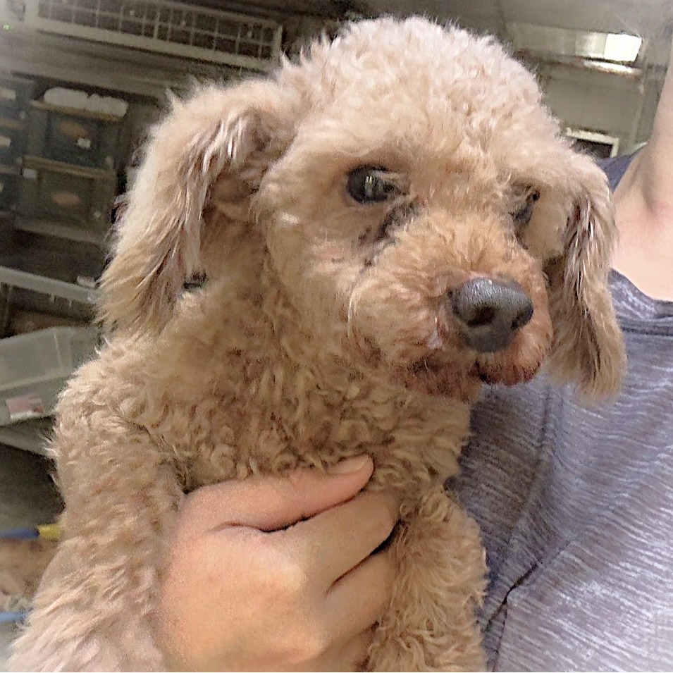 Brown adult male poodle, Small, shelter no. …0007