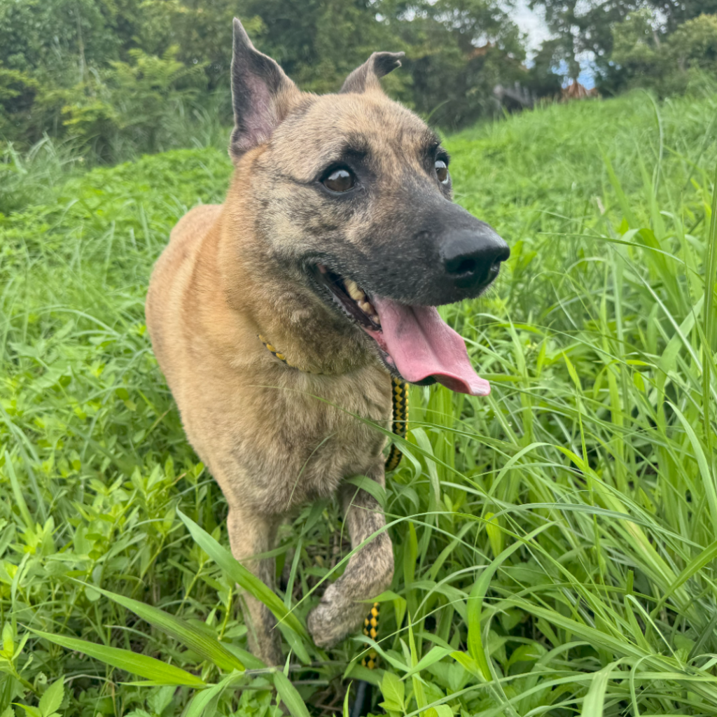 Tabby adult male mixed-breed dog, Large, shelter no. …0001