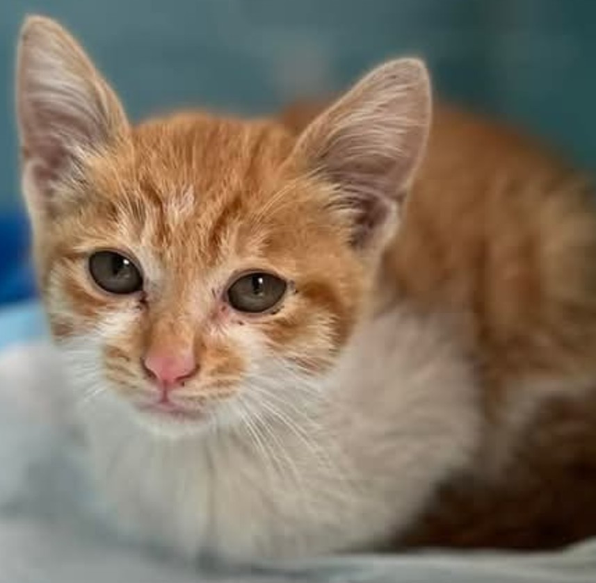 ミックス猫（オス・成猫・茶）、中型, 施設番号 …8005. 顔のアップです。