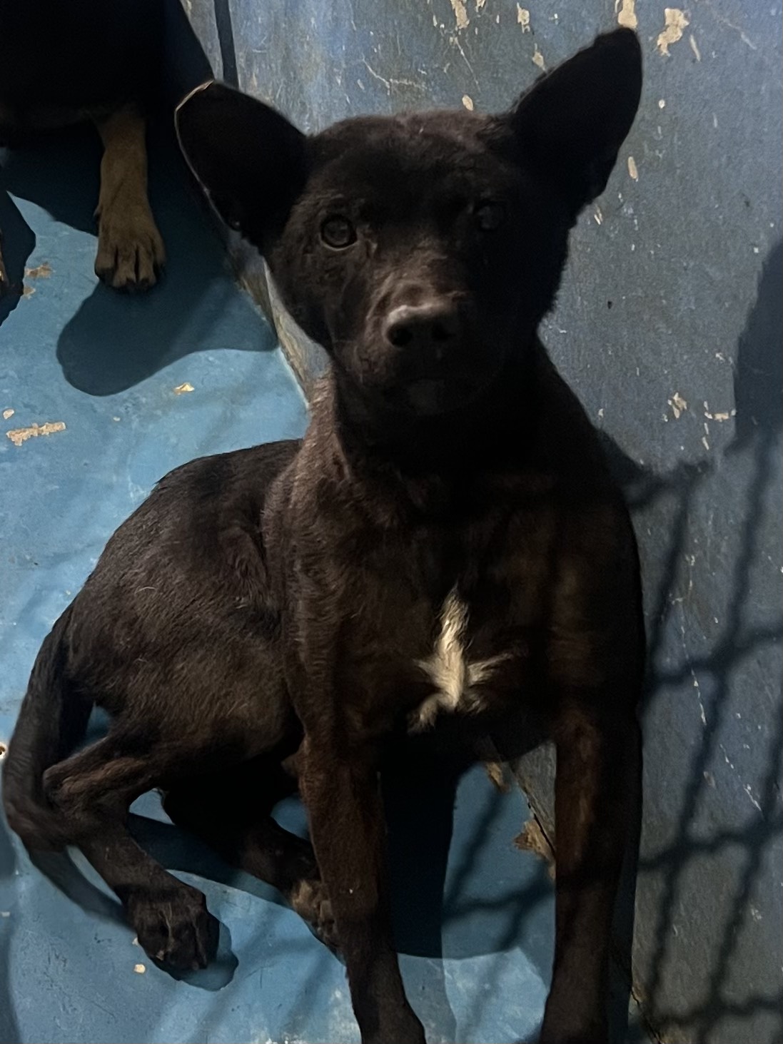 ミックス犬（オス・成犬・黒）、大型, 施設番号 …8028
