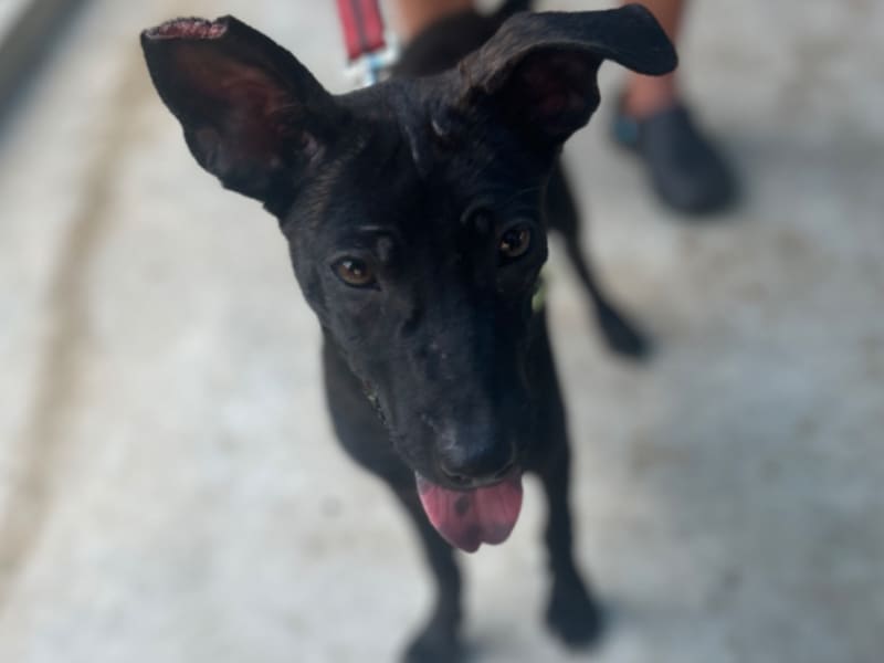 Perra mestiza hembra adulta (negro y atigrado), Mediano, refugio n.º …6038. Más cerca de la cara.