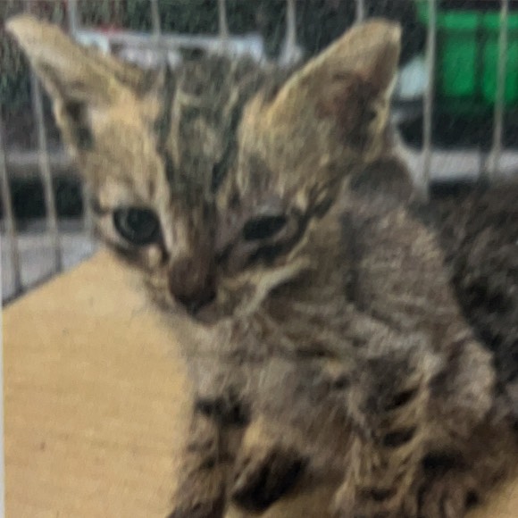 Gato mestizo macho joven (atigrado), Mediano, refugio n.º …3002. Más cerca de la cara.